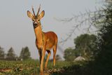 Sarna, Capreolus capreolus, koziołek