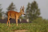 Sarna, Capreolus capreolus, koziołek