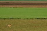 Sarna, Capreolus capreolus, koziołek, żuławy Wiślane