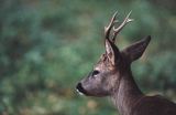 sarna koziołek samiec portret Capreolus capreolus