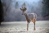 Sarna, Capreolus capreolus, koziołek