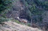 Sarna, sarna europejska, Capreolus capreolus, koziołek, samiec, rogi w scypule