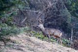 Sarna, sarna europejska, Capreolus capreolus, koziołek, samiec, rogi w scypule