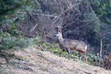 Sarna, sarna europejska, Capreolus capreolus, koziołek, samiec, rogi w scypule