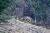 Sarna, sarna europejska, Capreolus capreolus, koziołek, samiec, rogi w scypule