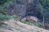 Sarna, sarna europejska, Capreolus capreolus, koziołek, samiec, rogi w scypule