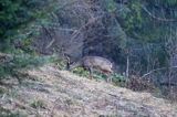 Sarna, sarna europejska, Capreolus capreolus, koziołek, samiec, rogi w scypule