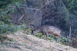 Sarna, sarna europejska, Capreolus capreolus, koziołek, samiec, rogi w scypule