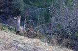 Sarna, sarna europejska, Capreolus capreolus, koziołek, samiec, rogi w scypule