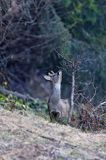 Sarna, sarna europejska, Capreolus capreolus, koziołek, samiec, rogi w scypule