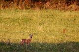 sarna, Capreolus capreolus, koziołek