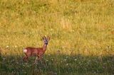 sarna, Capreolus capreolus, koziołek