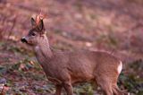 Koziołek o świcie, sarna europejska, Capreolus capreolus, koziołek, samiec, rogi świeżo wytarte