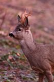 Koziołek o świcie, sarna europejska, Capreolus capreolus, koziołek, samiec, rogi świeżo wytarte