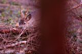 Koziołek o świcie, sarna europejska, Capreolus capreolus, koziołek, samiec, rogi świeżo wytarte