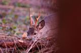 Koziołek o świcie, sarna europejska, Capreolus capreolus, koziołek, samiec, rogi świeżo wytarte