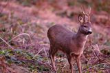 Koziołek o świcie, sarna europejska, Capreolus capreolus, koziołek, samiec, rogi świeżo wytarte