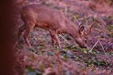 Koziołek o świcie, sarna europejska, Capreolus capreolus, koziołek, samiec, rogi świeżo wytarte