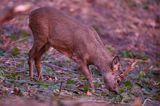 Koziołek o świcie, sarna europejska, Capreolus capreolus, koziołek, samiec, rogi świeżo wytarte