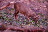 Koziołek o świcie, sarna europejska, Capreolus capreolus, koziołek, samiec, rogi świeżo wytarte