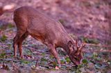 Koziołek o świcie, sarna europejska, Capreolus capreolus, koziołek, samiec, rogi świeżo wytarte