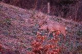 Koziołek o świcie, sarna europejska, Capreolus capreolus, koziołek, samiec, rogi świeżo wytarte