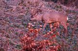 Koziołek o świcie, sarna europejska, Capreolus capreolus, koziołek, samiec, rogi świeżo wytarte