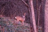 Koziołek o świcie, sarna europejska, Capreolus capreolus, koziołek, samiec, rogi świeżo wytarte