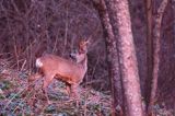 Koziołek o świcie, sarna europejska, Capreolus capreolus, koziołek, samiec, rogi świeżo wytarte