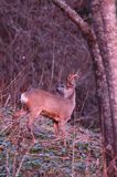 Koziołek o świcie, sarna europejska, Capreolus capreolus, koziołek, samiec, rogi świeżo wytarte