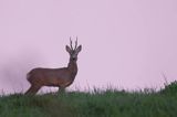 sarna samiec koziołek, Capreolus capreolus