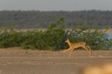 Koziołek, sarna europejska, Capreolus capreolus, samiec, rezerwat Mewia Łacha