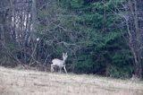 Sarna, sarna europejska, Capreolus capreolus, koziołek, samiec, rogi w scypule