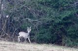 Sarna, sarna europejska, Capreolus capreolus, koziołek, samiec, rogi w scypule