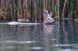 sarna samiec koziołek, Capreolus capreolus