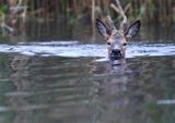 sarna samiec koziołek, Capreolus capreolus