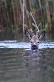 sarna samiec koziołek, Capreolus capreolus