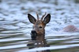 sarna samiec koziołek, Capreolus capreolus