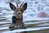 sarna samiec koziołek, Capreolus capreolus