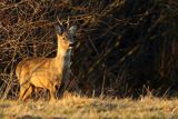 Sarna, Capreolus capreolus, koziołek