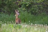 Koziołek, sarna europejska, Capreolus capreolus, samiec