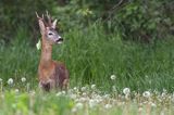 Koziołek, sarna europejska, Capreolus capreolus, samiec