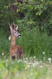 Koziołek, sarna europejska, Capreolus capreolus, samiec