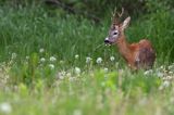 Koziołek, sarna europejska, Capreolus capreolus, samiec