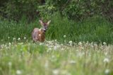 Koziołek, sarna europejska, Capreolus capreolus, samiec