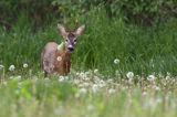 Koziołek, sarna europejska, Capreolus capreolus, samiec