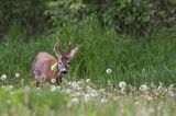 Koziołek, sarna europejska, Capreolus capreolus, samiec