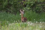 Koziołek, sarna europejska, Capreolus capreolus, samiec