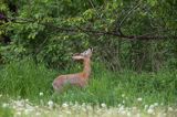 Koziołek, sarna europejska, Capreolus capreolus, samiec