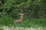 Koziołek, sarna europejska, Capreolus capreolus, samiec